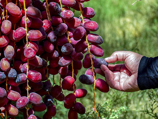 Kurma Supplier